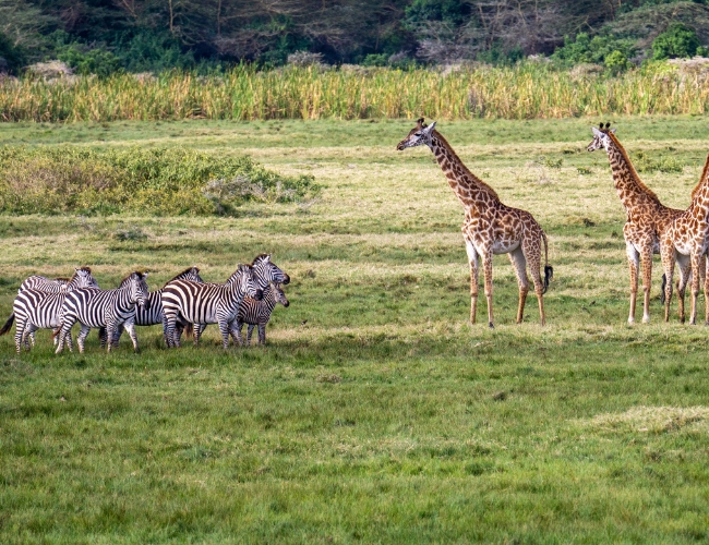TIERRAS DE TANZANIA TANGANYIKA WILDERNESS CAMPS