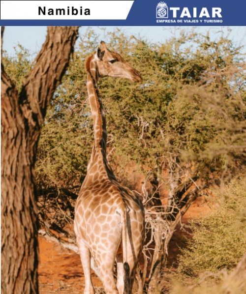 NAMIBIA � SELECCI�N