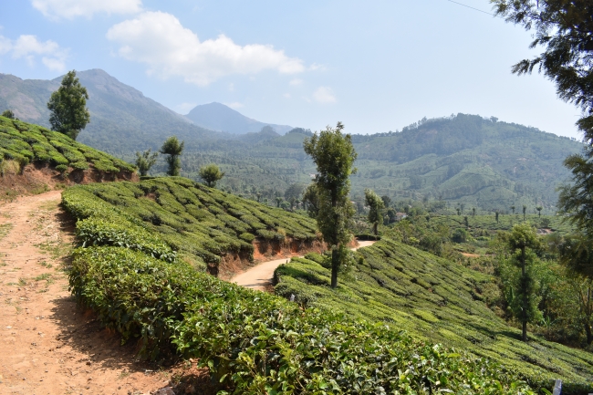 EXTENSIONES A TODOS LOS PROGRAMAS KERALA LA COSTA DE ESPECIAS DE LA INDIA