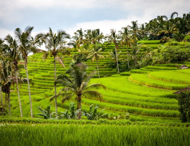 FASCINANTE BALI