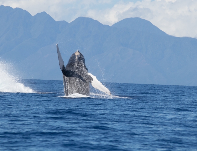 CANAD Y BALLENAS