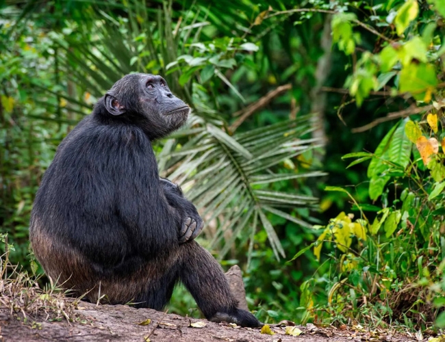 UGANDA, LA PERLA DE AFRICA