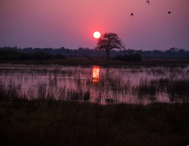 BOTSWANA Y ZIMBABWE - CHOBE