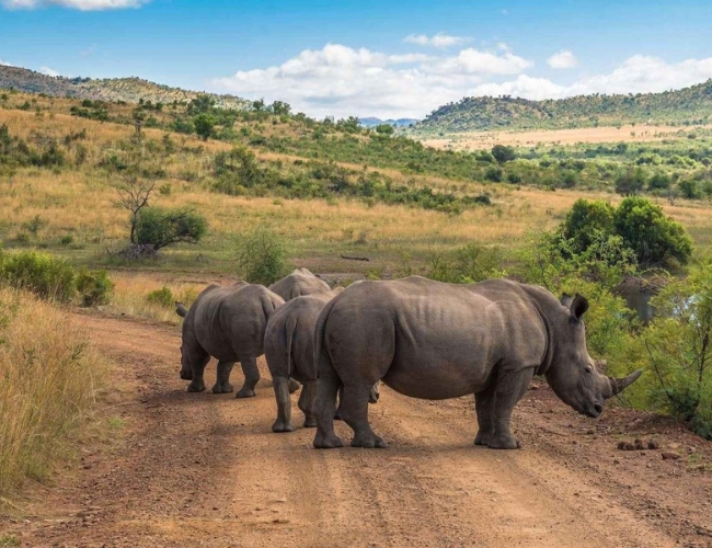 RESERVAS PRIVADAS PARQUE NACIONAL PILANESBERG