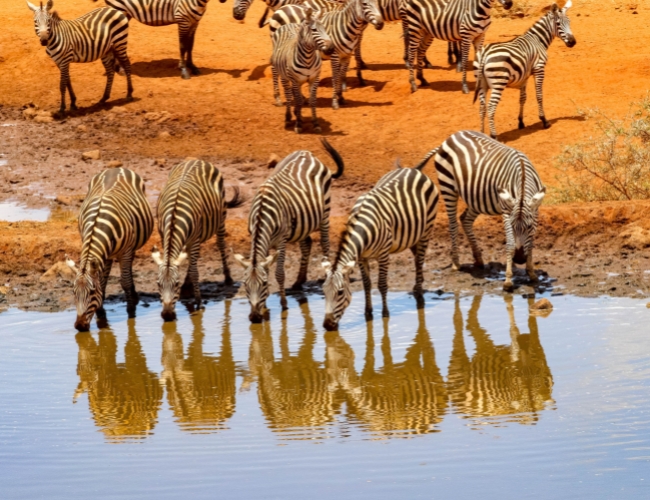 SAFARI MARIDADI SUPERIOR