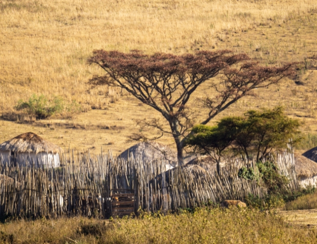 SAFARI NYOKA CLASSIC