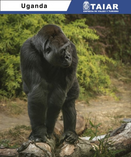UGANDA