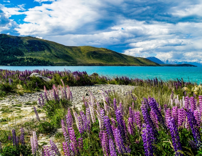AOTEAROA TOUR
