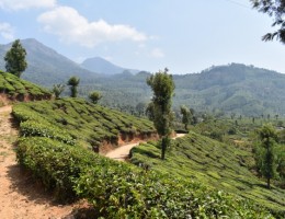 EXTENSIONES A TODOS LOS PROGRAMAS KERALA LA COSTA DE ESPECIAS DE LA INDIA