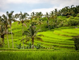 FASCINANTE BALI