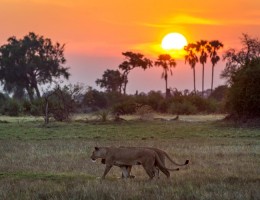 BOTSWANA - MOKORO 