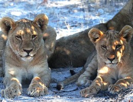 NAMIBIA EXPRESS