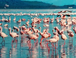 SAFARI KIPEKEE SUPERIOR