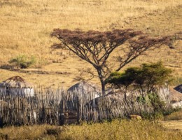 SAFARI NYOKA CLASSIC