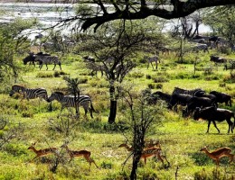 TANZANIA � SERENA + TARANGIRE SIMBA